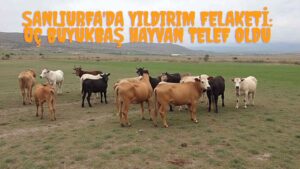 Şanlıurfa’da Yıldırım Felaketi: Üç Büyükbaş Hayvan Telef Oldu